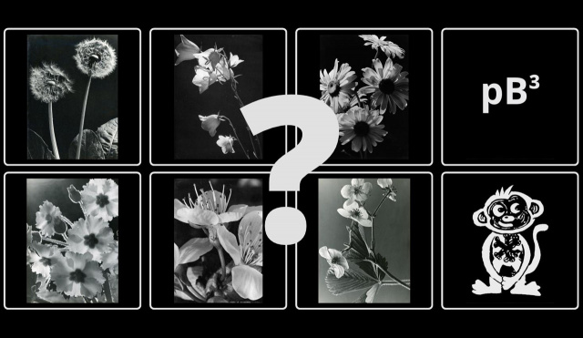 Flower Power pB³ Quiz