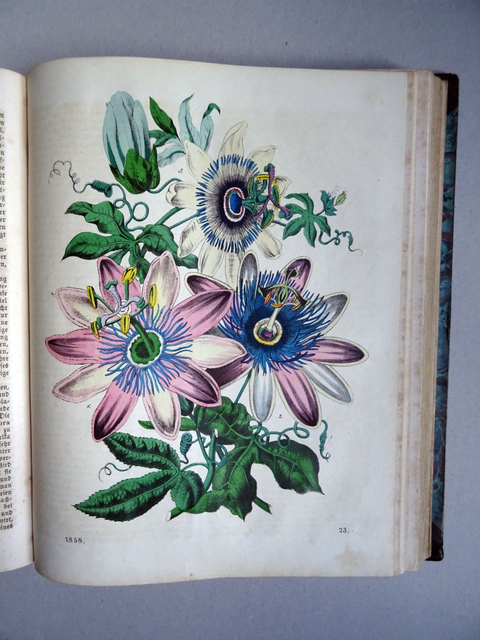 Seite mit gezeichneten Blumen aus Das Buch der Welt (1858)