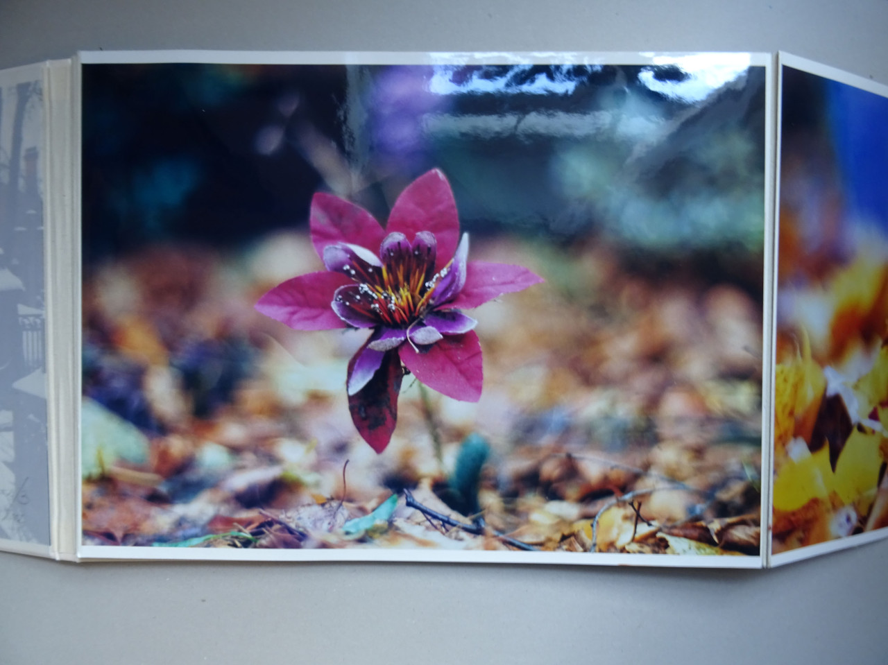 Blumenbild von Zemsky Sirotkine: A Flower for Persephone (2002)