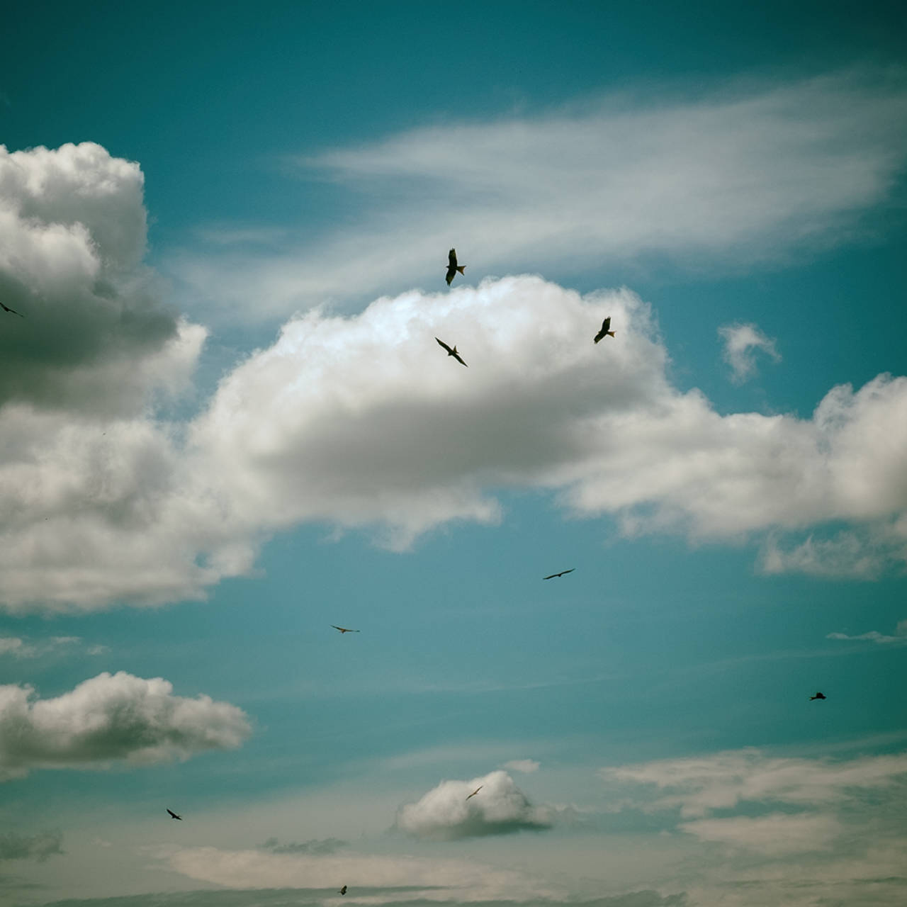 Flugschule, Fotografie von Ele Kittl mit fliegenden Vögeln und Wolken