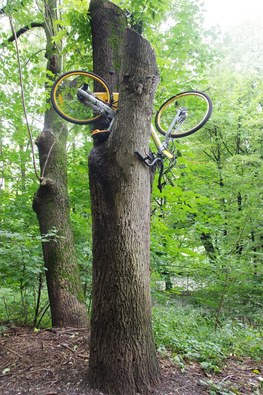 o bike in baum